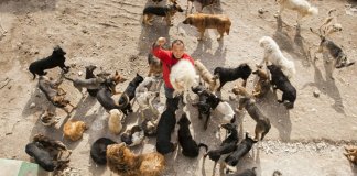 Milionário chinês gastou toda a sua fortuna salvando cães do comércio de carne
