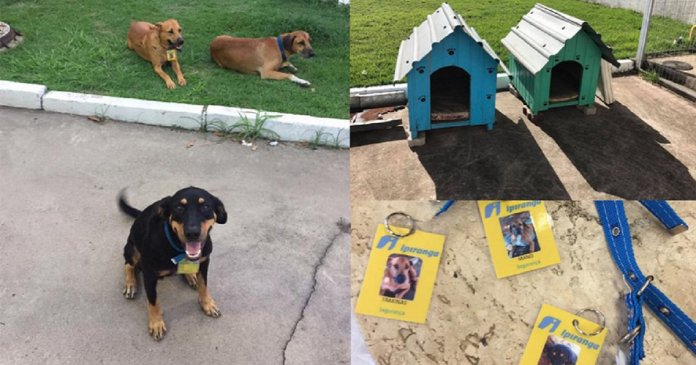 Posto de gasolina “contrata” três cachorros de rua que viviam no local