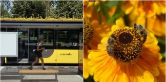 Cidade holandesa transforma pontos de ônibus em jardins para as abelhas