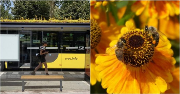 Cidade holandesa transforma pontos de ônibus em jardins para as abelhas