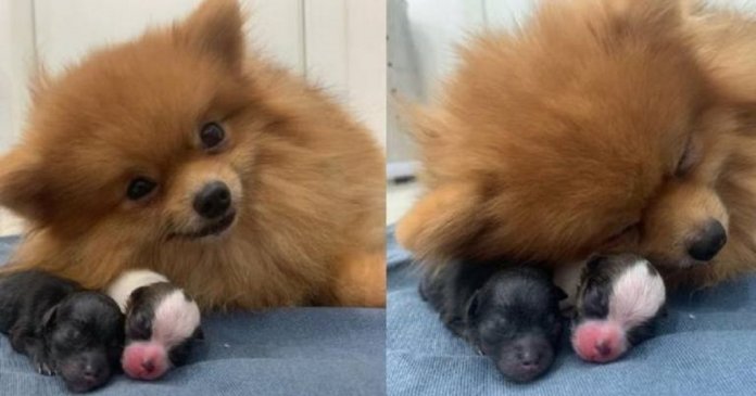 Mamãe pela primeira vez, cachorrinha sorri ao posar com seus filhotes