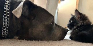 Pit Bull se apaixona por gatinho e convence sua mãe a adotá-lo