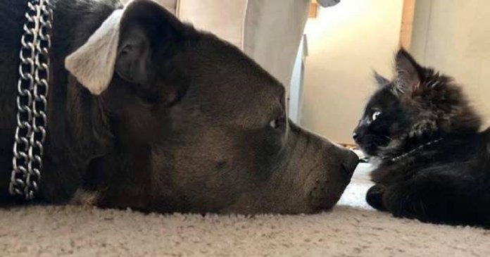 Pit Bull se apaixona por gatinho e convence sua mãe a adotá-lo