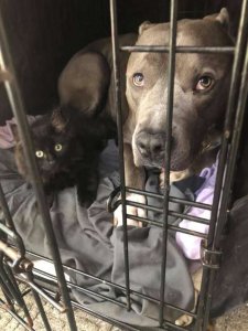 psicologiasdobrasil.com.br - Pit Bull se apaixona por gatinho e convence sua mãe a adotá-lo