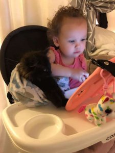 psicologiasdobrasil.com.br - Pit Bull se apaixona por gatinho e convence sua mãe a adotá-lo