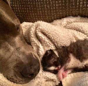 psicologiasdobrasil.com.br - Pit Bull se apaixona por gatinho e convence sua mãe a adotá-lo