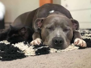 psicologiasdobrasil.com.br - Pit Bull se apaixona por gatinho e convence sua mãe a adotá-lo