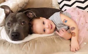 psicologiasdobrasil.com.br - Pit Bull se apaixona por gatinho e convence sua mãe a adotá-lo