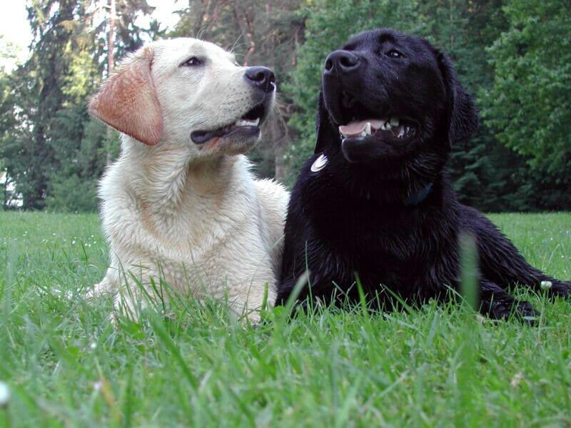 Labrador-Retriever-0033