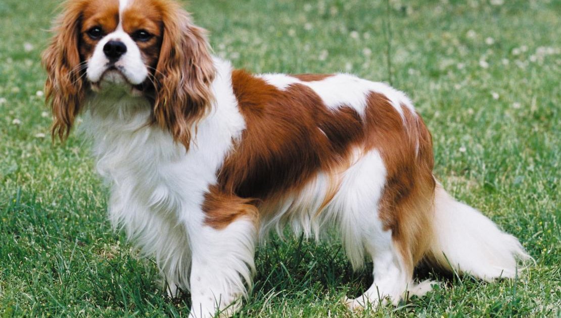 cavalier-king-charles-spaniel