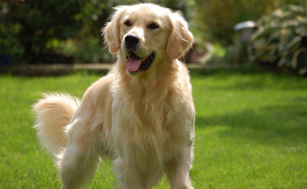 golden-retriever-racas-doceis-1024×640