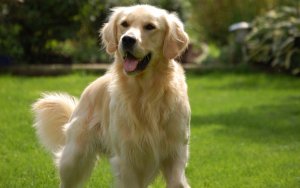 psicologiasdobrasil.com.br - Saiba quais são as raças de cães mais indicadas para pessoas com depressão
