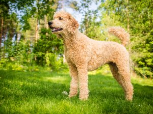 psicologiasdobrasil.com.br - Saiba quais são as raças de cães mais indicadas para pessoas com depressão