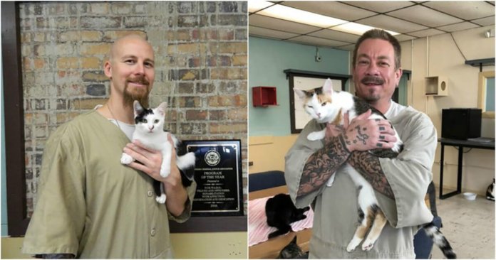 Prisão adota gatos de abrigo e transforma a vida dos seus detentos