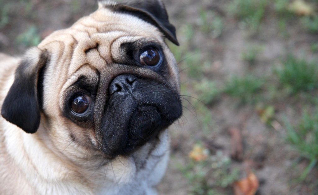 pug-apartamento-1024×682