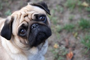 psicologiasdobrasil.com.br - Saiba quais são as raças de cães mais indicadas para pessoas com depressão