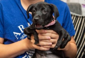 psicologiasdobrasil.com.br - Menino com psoríase adota cachorrinha com 6 patas: "Apoiaremos um ao outro"