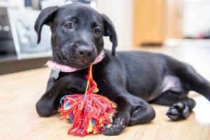 psicologiasdobrasil.com.br - Menino com psoríase adota cachorrinha com 6 patas: "Apoiaremos um ao outro"