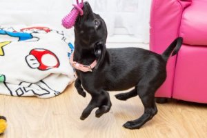 psicologiasdobrasil.com.br - Menino com psoríase adota cachorrinha com 6 patas: "Apoiaremos um ao outro"