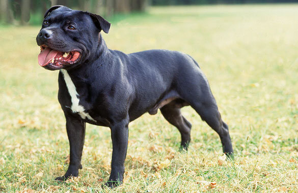 staffordshirebullterrier