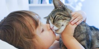 Cientistas desenvolvem vacina para quem é alérgico a gatos
