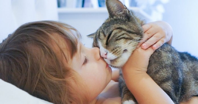Cientistas desenvolvem vacina para quem é alérgico a gatos