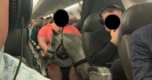 psicologiasdobrasil.com.br - Passageira chama atenção ao viajar de avião acompanhada de um pônei