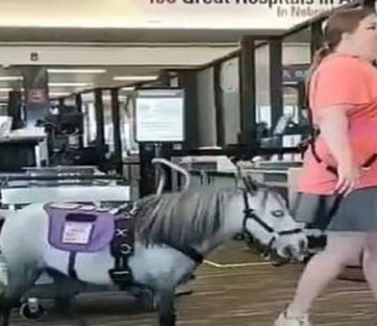 Passageira chama atenção ao viajar de avião acompanhada de um pônei