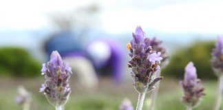 Plantas medicinais podem controlar ansiedade, estresse e insônia