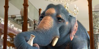 A metáfora da indelicadeza: o elefante em loja de porcelanas