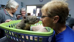 psicologiasdobrasil.com.br - Rapaz põe a própria vida em risco e salva nove coalas de incêndios florestais na Austrália