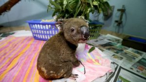 psicologiasdobrasil.com.br - Rapaz põe a própria vida em risco e salva nove coalas de incêndios florestais na Austrália