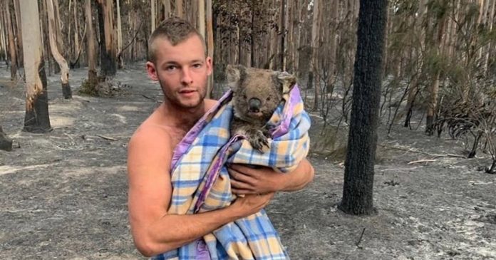 Rapaz põe a própria vida em risco e salva nove coalas de incêndios florestais na Austrália