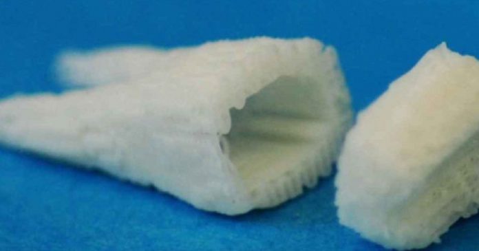 Implante de células-tronco podem fazer crescer dentes novos em apenas 2 meses