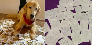 Com cartinhas, crianças retribuem amor do cãoterapeuta que as ajudou e hoje está doente