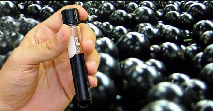 Extrato de Jabuticaba contra diabetes e gordura no fígado passará a ser comercializado em 2020