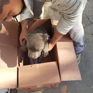 psicologiasdobrasil.com.br - Menino deixa seu cãozinho em um abrigo para que seu pai não continue a maltratá-lo