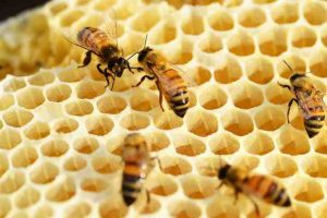 psicologiasdobrasil.com.br - Morgan Freeman transforma seu rancho de 1 milhão de m² em santuário de abelhas
