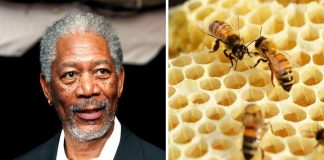 Morgan Freeman transforma seu rancho de 1 milhão de m² em santuário de abelhas