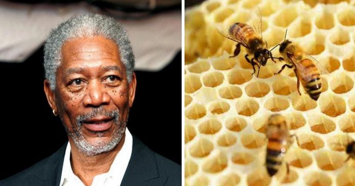 Morgan Freeman transforma seu rancho de 1 milhão de m² em santuário de abelhas