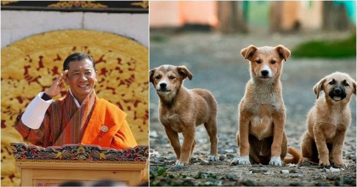 Rei do Butão comemorou aniversário pedindo que cidadãos plantem árvores ou adotem um animal