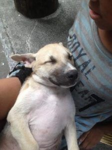 psicologiasdobrasil.com.br - Menino que vive nas ruas adota cachorrinho e lhe dá todo o amor que ele mesmo não recebeu