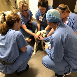 psicologiasdobrasil.com.br - Cachorrinha de terapia conforta médicos na linha de frente do combate ao coronavírus