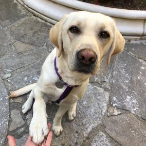 psicologiasdobrasil.com.br - Cachorrinha de terapia conforta médicos na linha de frente do combate ao coronavírus