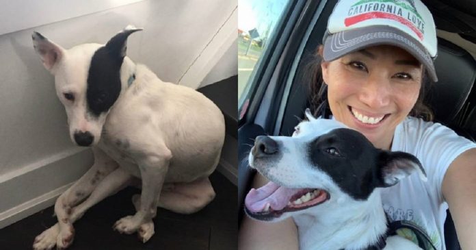 Mulher com medo de cães adota cachorro com medo de humanos