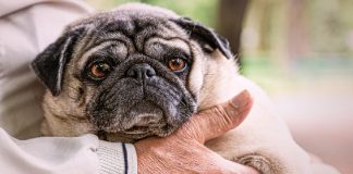 Flórida pretende usar cães robôs para evitar depressão entre idosos em quarentena