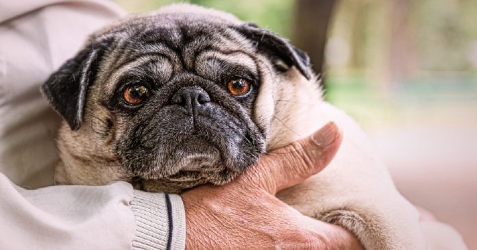 Flórida pretende usar cães robôs para evitar depressão entre idosos em quarentena