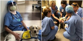 Cachorrinha de terapia conforta médicos na linha de frente do combate ao coronavírus