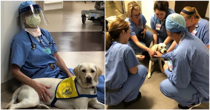 Cachorrinha de terapia conforta médicos na linha de frente do combate ao coronavírus