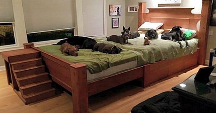 Casal constrói cama gigante para dormir com todos os seus cães resgatados